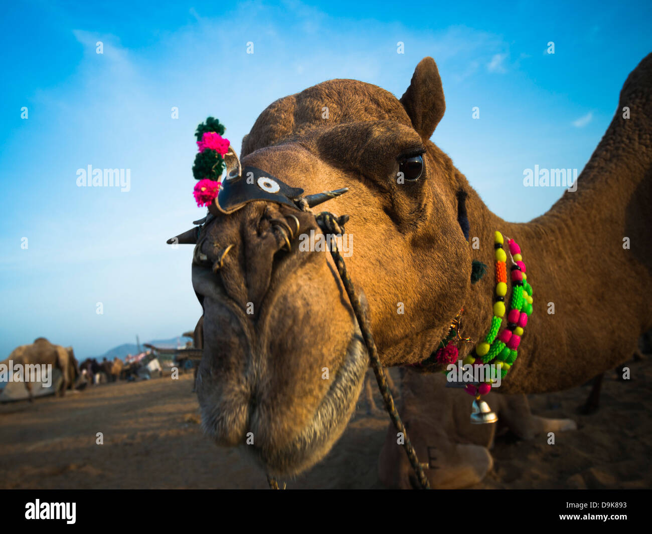 Close-up d'un chameau à Pushkar Camel Fair, Pushkar, Ajmer, Rajasthan, Inde Banque D'Images