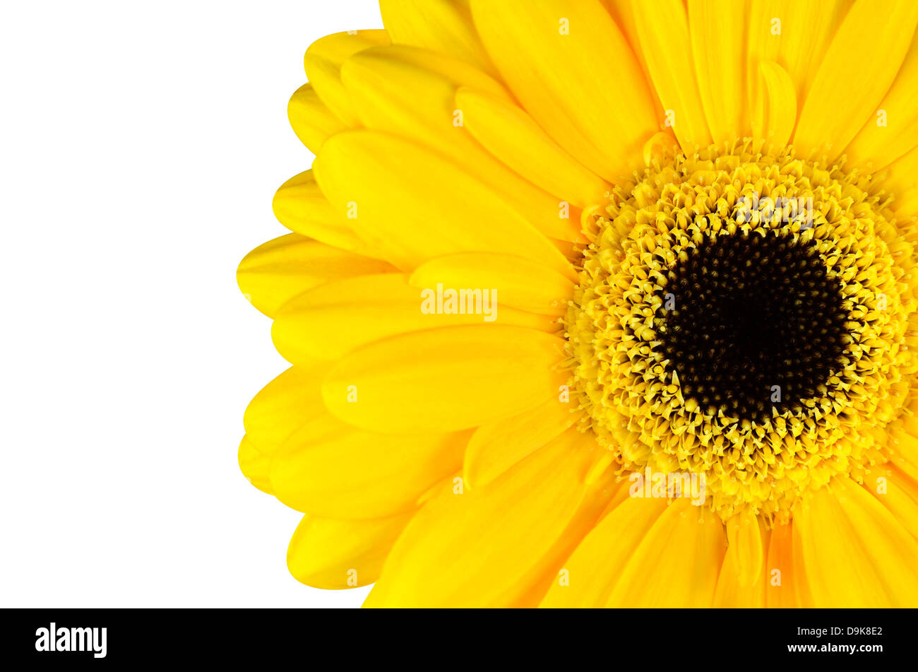 Marigold jaune fleur cadre isolé sur fond blanc Banque D'Images