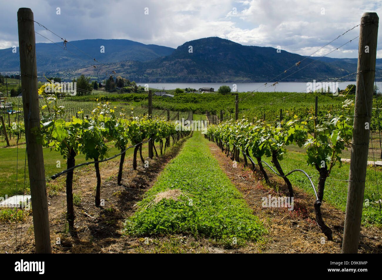 Rangées de vignes dans un vignoble laisse en bas de la colline jusqu'au lac Okanagan et les montagnes environnantes. Dans Nararamata, C.-B., Canada. Banque D'Images
