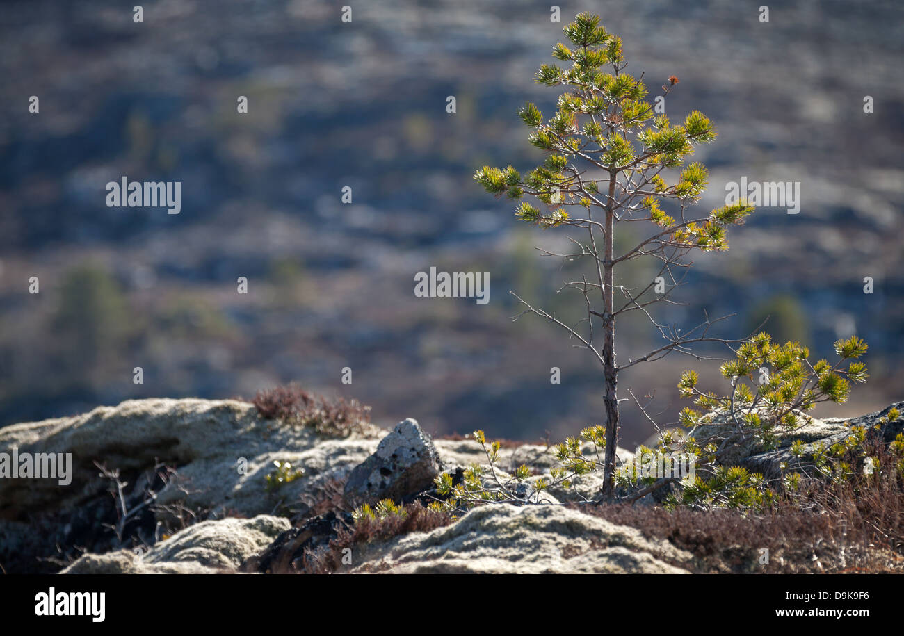 Printemps nature norvégienne fragment. Petit arbre pousse de jeunes pins sur rock Banque D'Images
