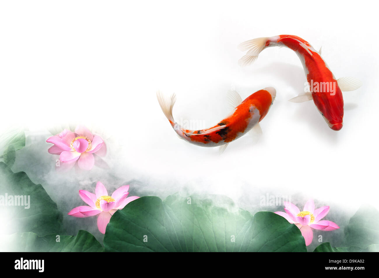Digital composite de poisson d'or et Lotus Banque D'Images
