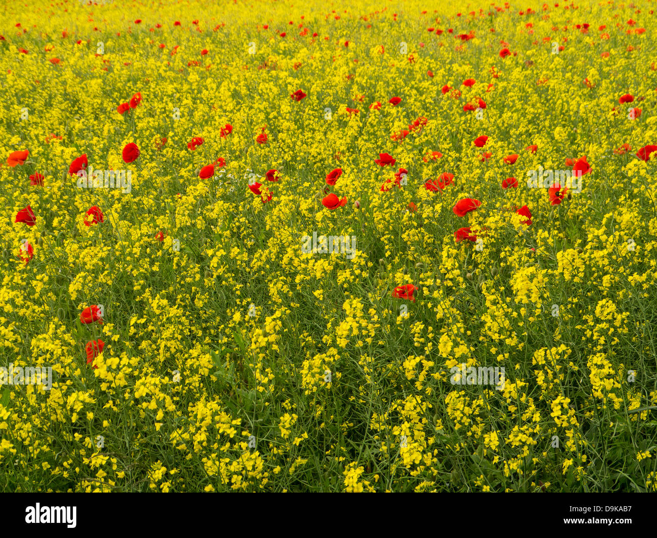 Joli coquelicot rouge dans un champ de colza jaune criard Banque D'Images Joli coquelicot rouge dans un champ de colza jaune criard Banque D'Images