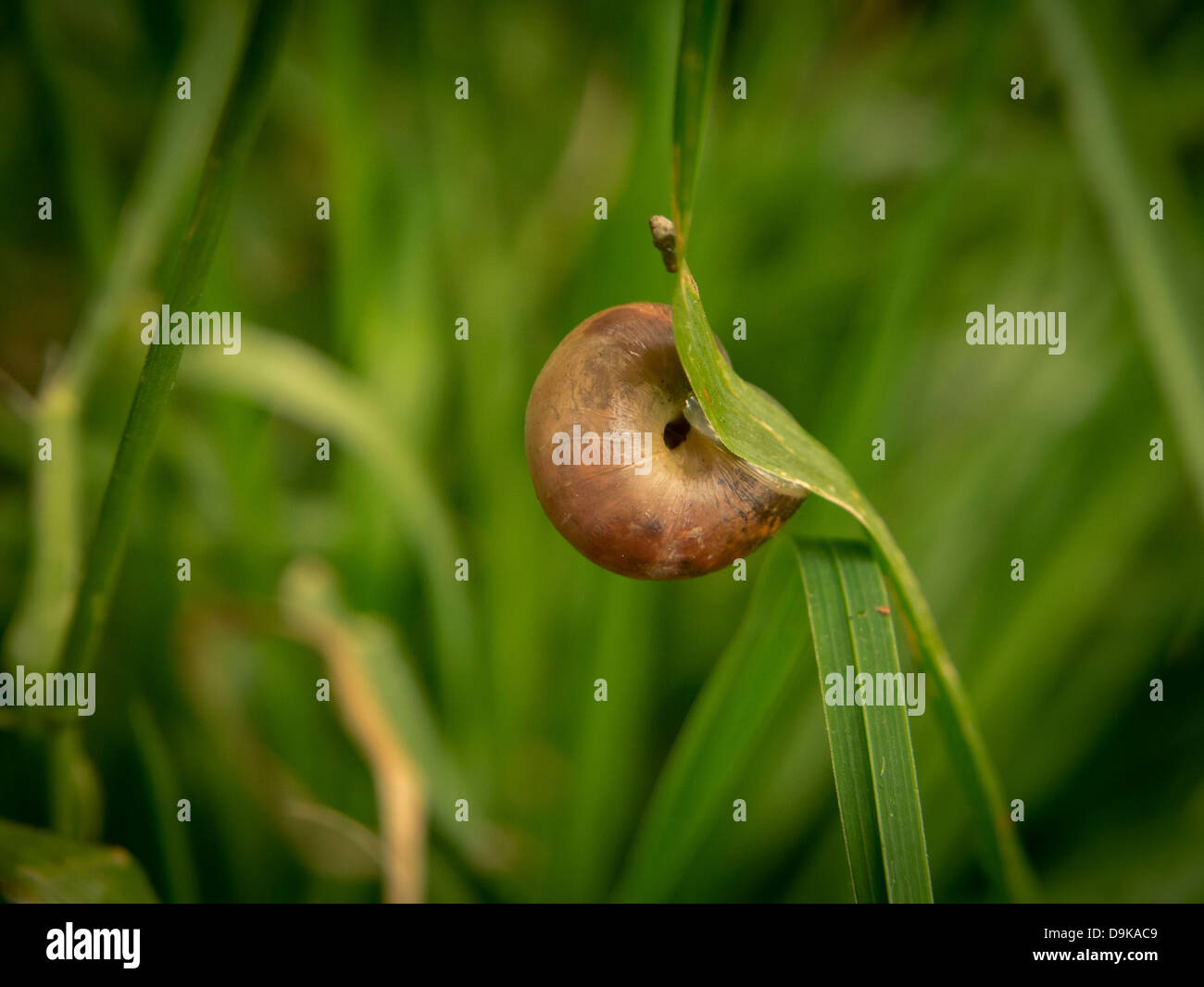 Un petit escargot accroché à un morceau d'herbe Banque D'Images