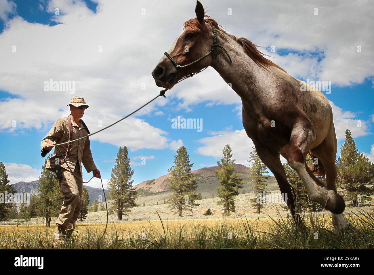 Un animal marin Nous cours d'instructeur en chef exerce son mustang, Hondo au centre de formation de la guerre en montagne Le 15 juin 2008 près de Bridgeport, en Californie. L'animal bien sûr d'emballage est le seul du genre dans le département de la défense et l'enseigne de marine et d'autres militaires comment travailler avec efficacité et efficience bête de somme pour transporter des munitions, fournitures et personnel blessé de et vers des zones inaccessibles aux machines et du transport aérien. Banque D'Images