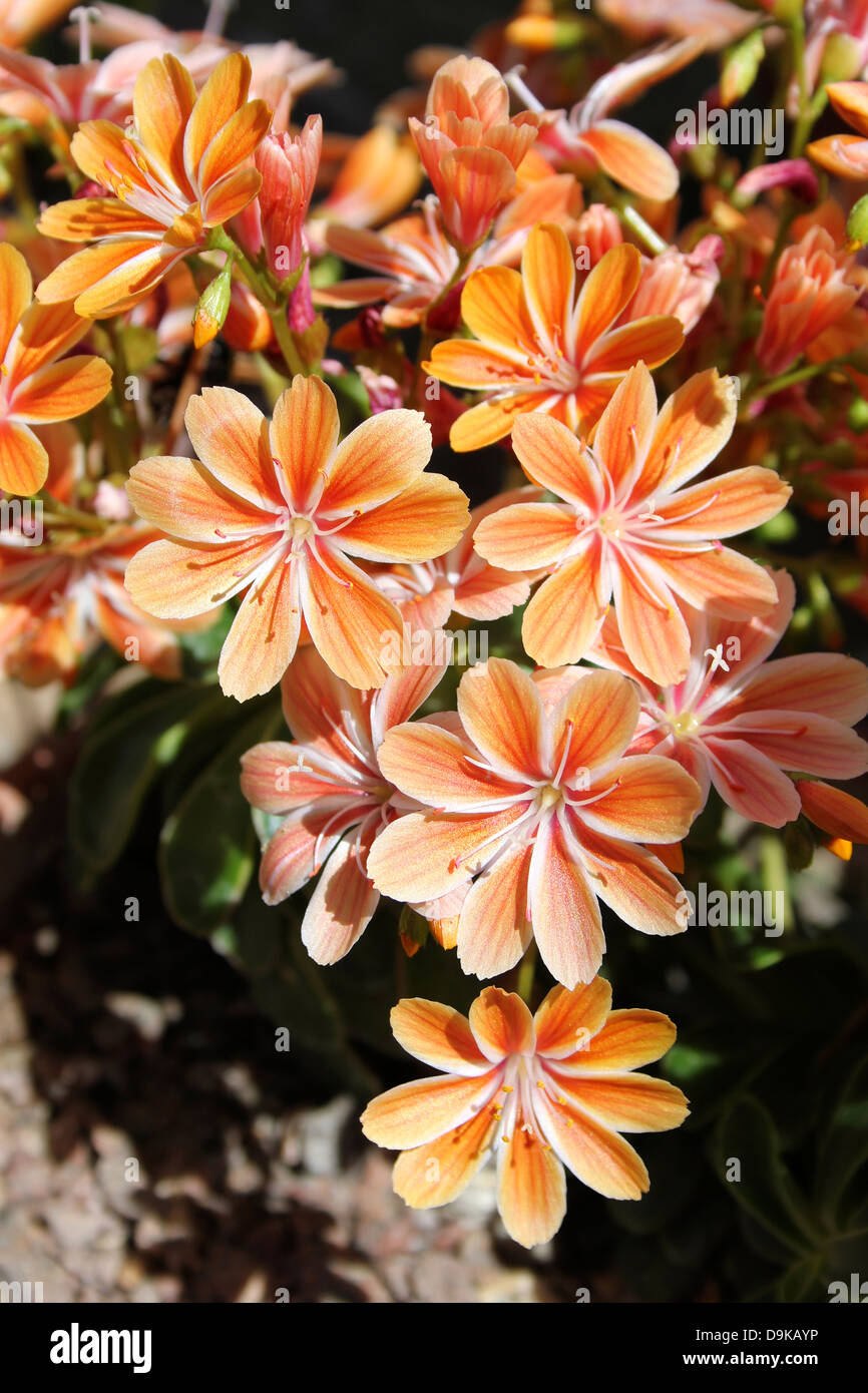 Lewisia cotyledon fleurs orange Banque D'Images