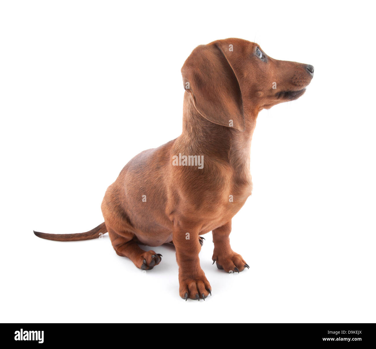 Dachshund puppy, 3 mois Banque D'Images