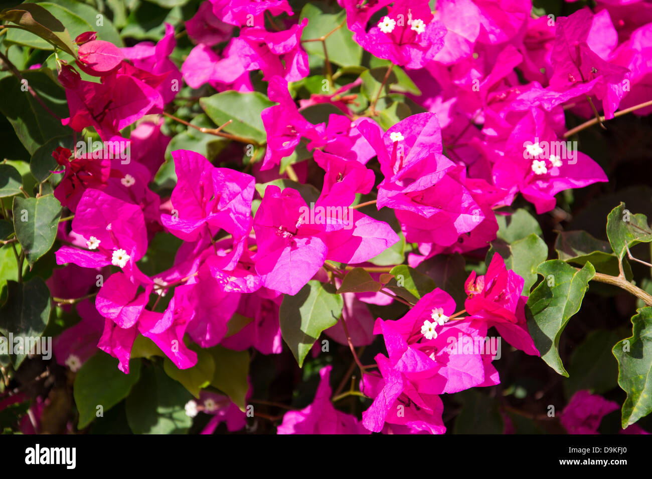 Fleur rouge de printemps. Soft focus. Banque D'Images