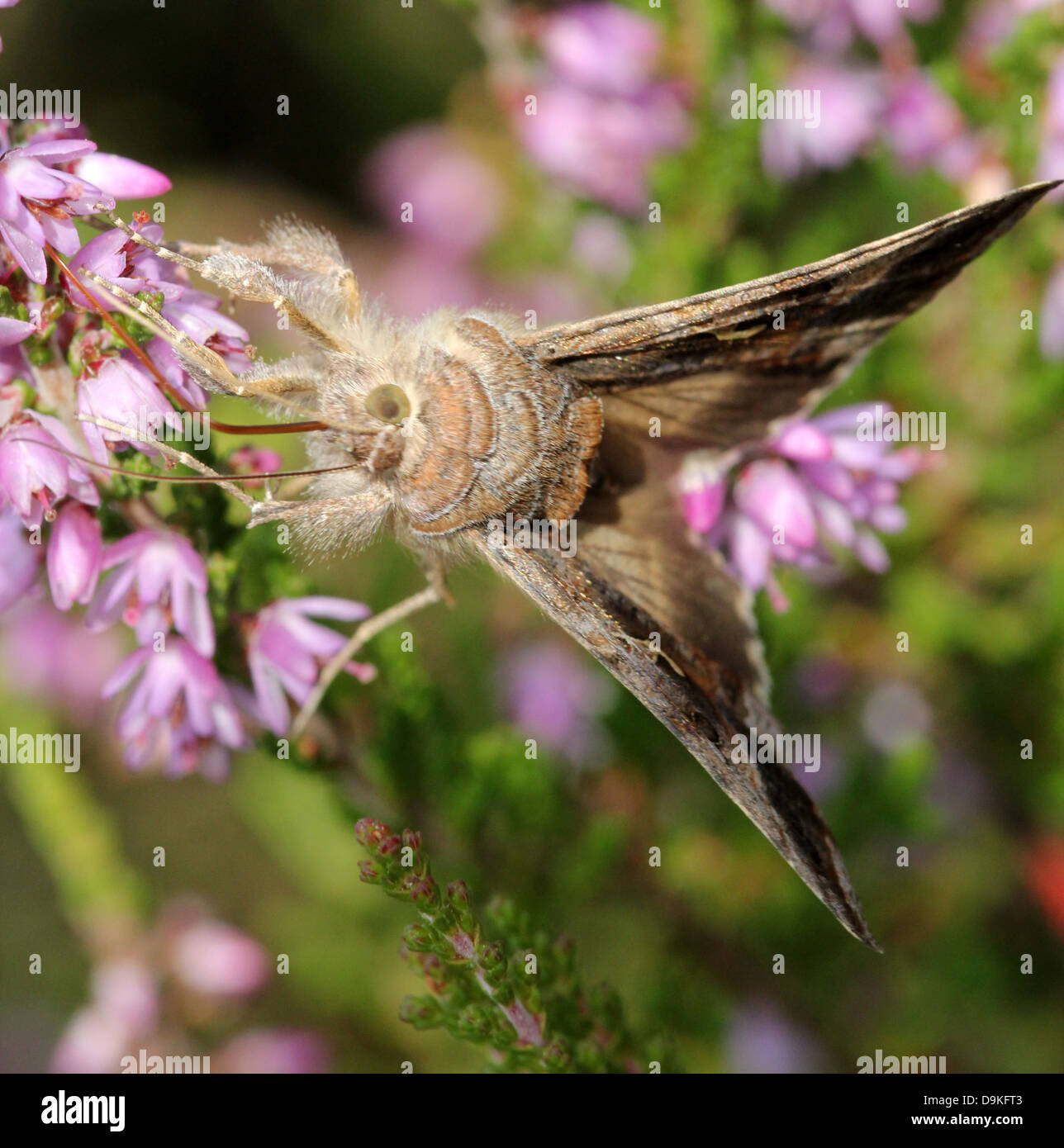 Close-up détaillé du petit gris-brun ARGENT Y (Autographa gamma) papillon Banque D'Images