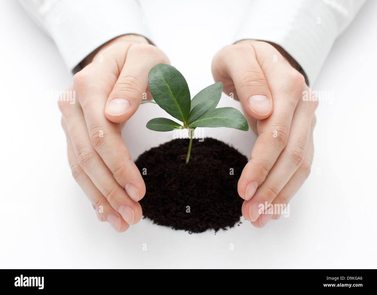 Petite plante protégée par les mains Banque D'Images