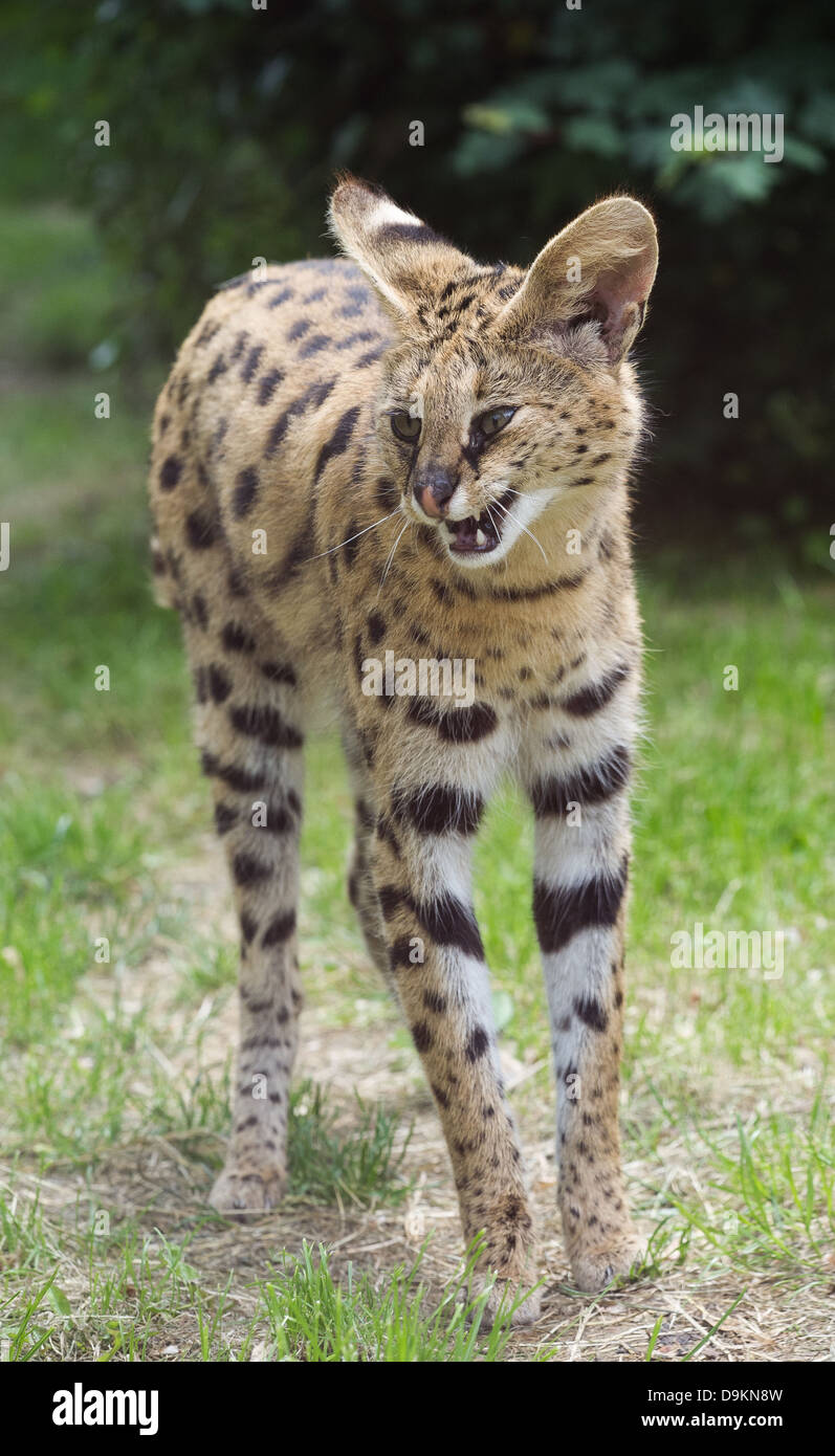 Serval (Leptailurus serval) Banque D'Images