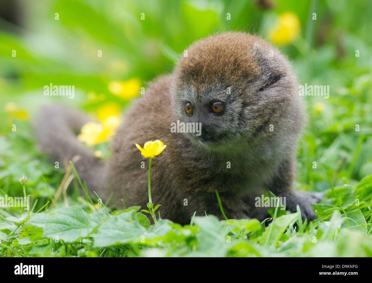 Un jeune doux Alaotran Lemur (Hapalemur griseus alaotrensis) Banque D'Images