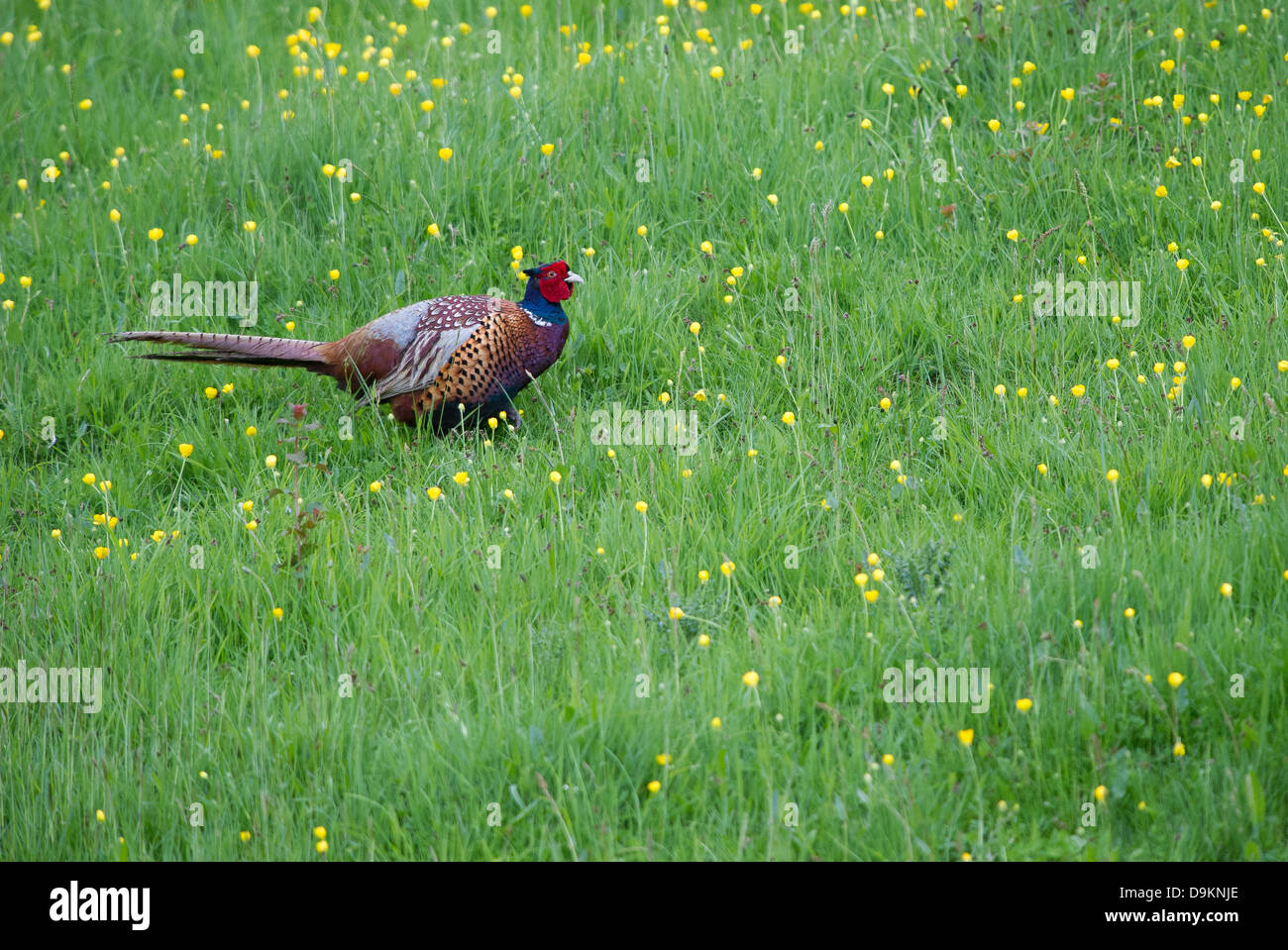 Le faisan commun (Phasianus colchicus) Banque D'Images