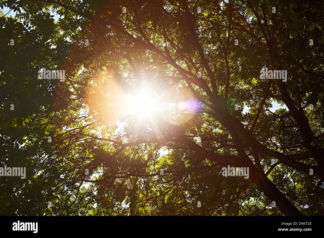 La lumière du soleil réfléchie par les feuilles dans les arbres Banque D'Images