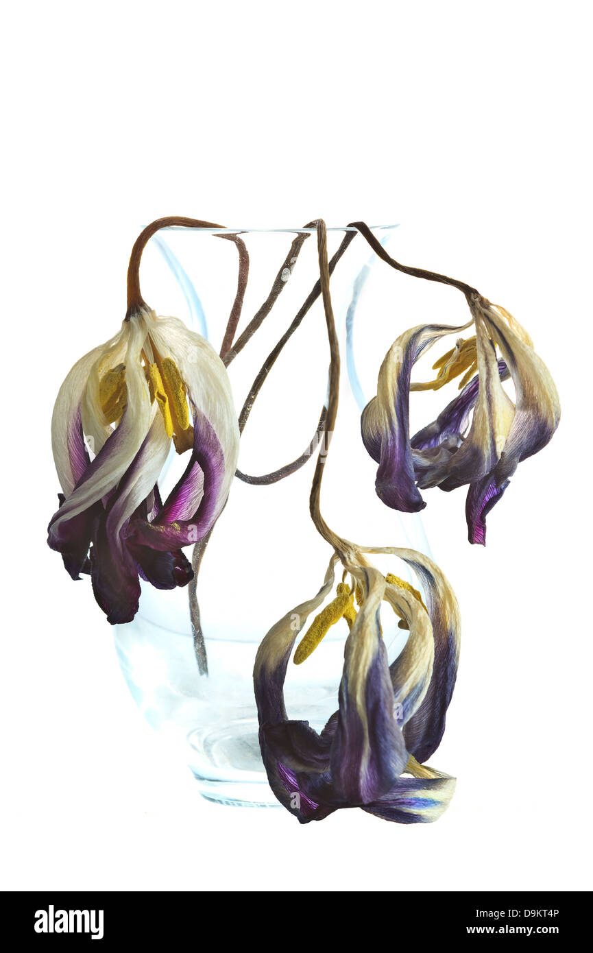 Leur meilleur passé tulipes dans un vase en verre photo studio Banque D'Images