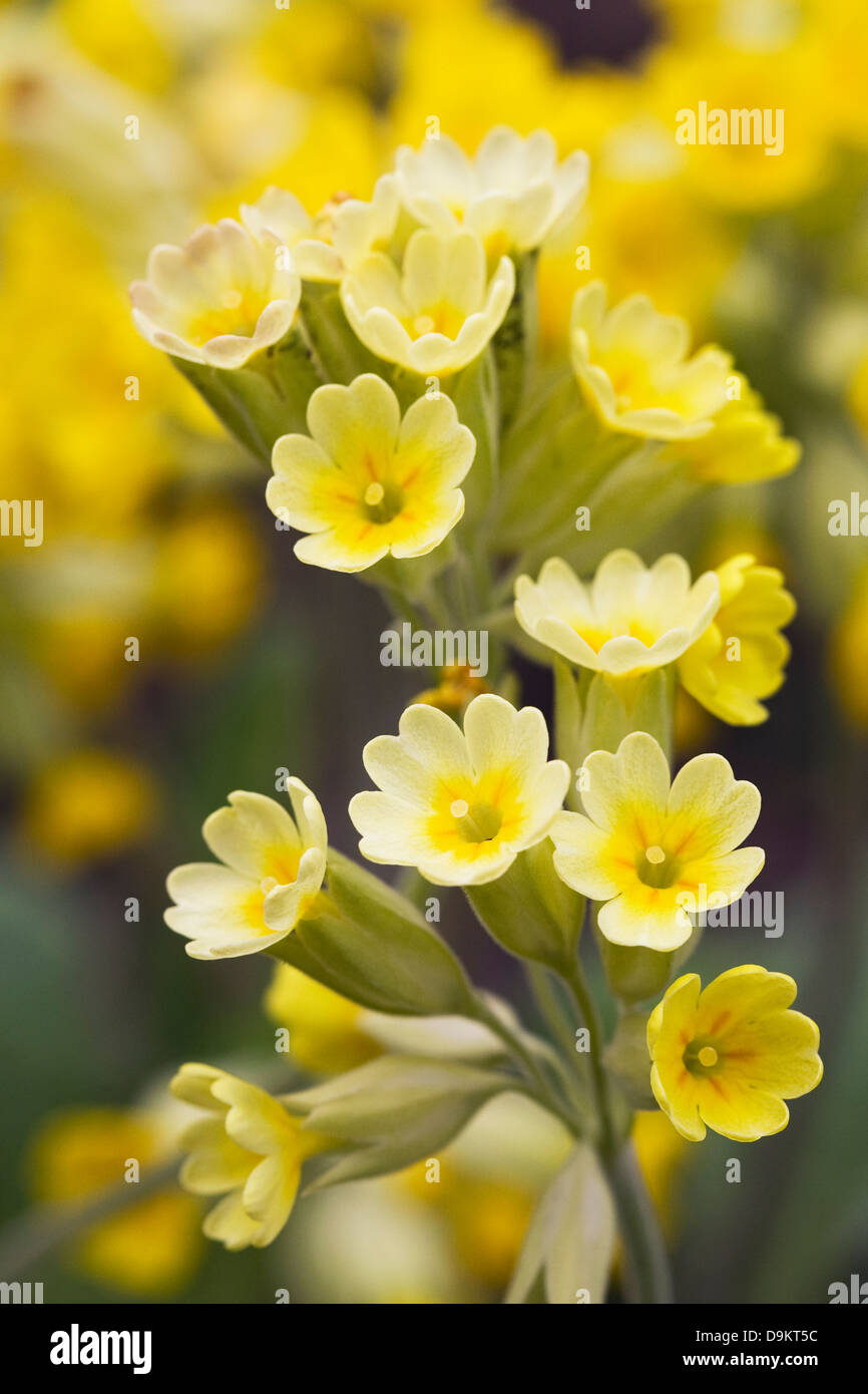 Primula veris. Dans Cowslips un jardin anglais. Banque D'Images