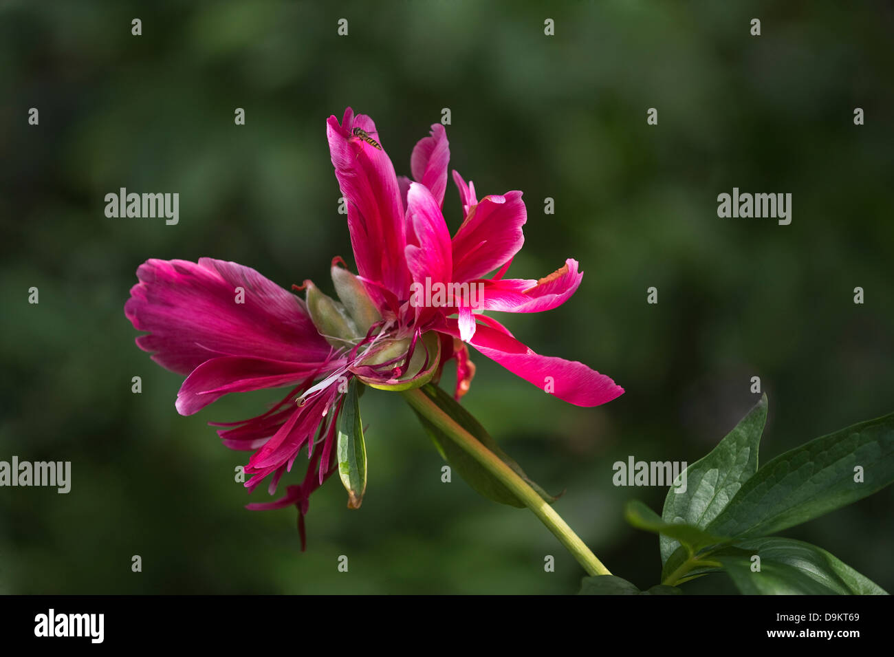 La pivoine (Paeonia sp.) au-delà de sa fleur mieux avec capsule de graines jardin Adel Leeds West Yorkshire Banque D'Images