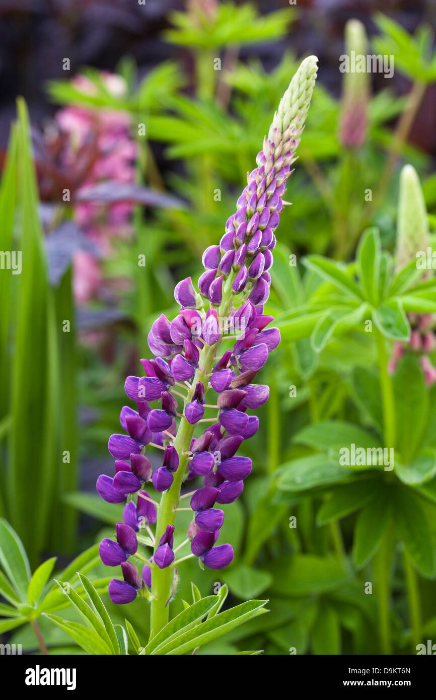 Lupinus 'Russell Hybrids'. Fleurs de lupin. Banque D'Images