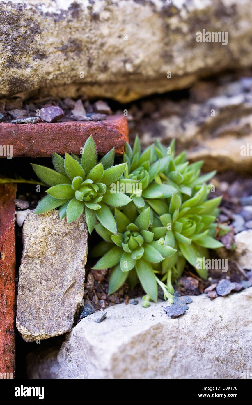 Sempervivums dans les crevasses de croissance dans un mur. Banque D'Images