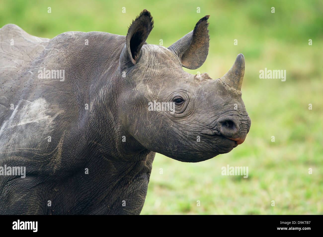 Veau rhinocéros close up portrait, Masai Mara, Kenya Banque D'Images