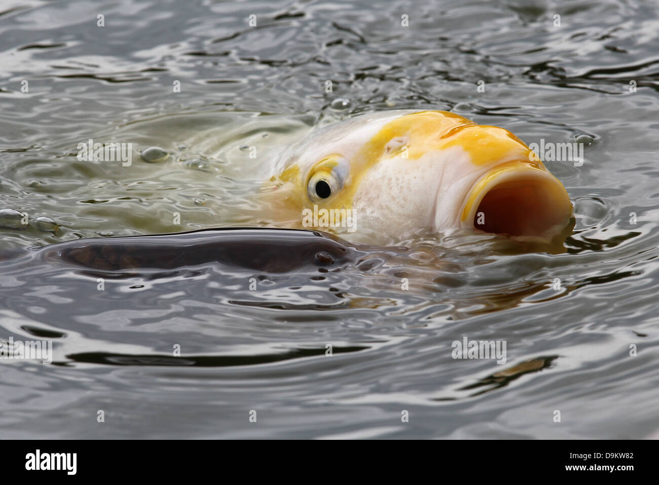 La carpe d'or poissons nager avec la tête hors de l'eau dans le lac, la bouche grande ouverte et visible de l'œil Banque D'Images