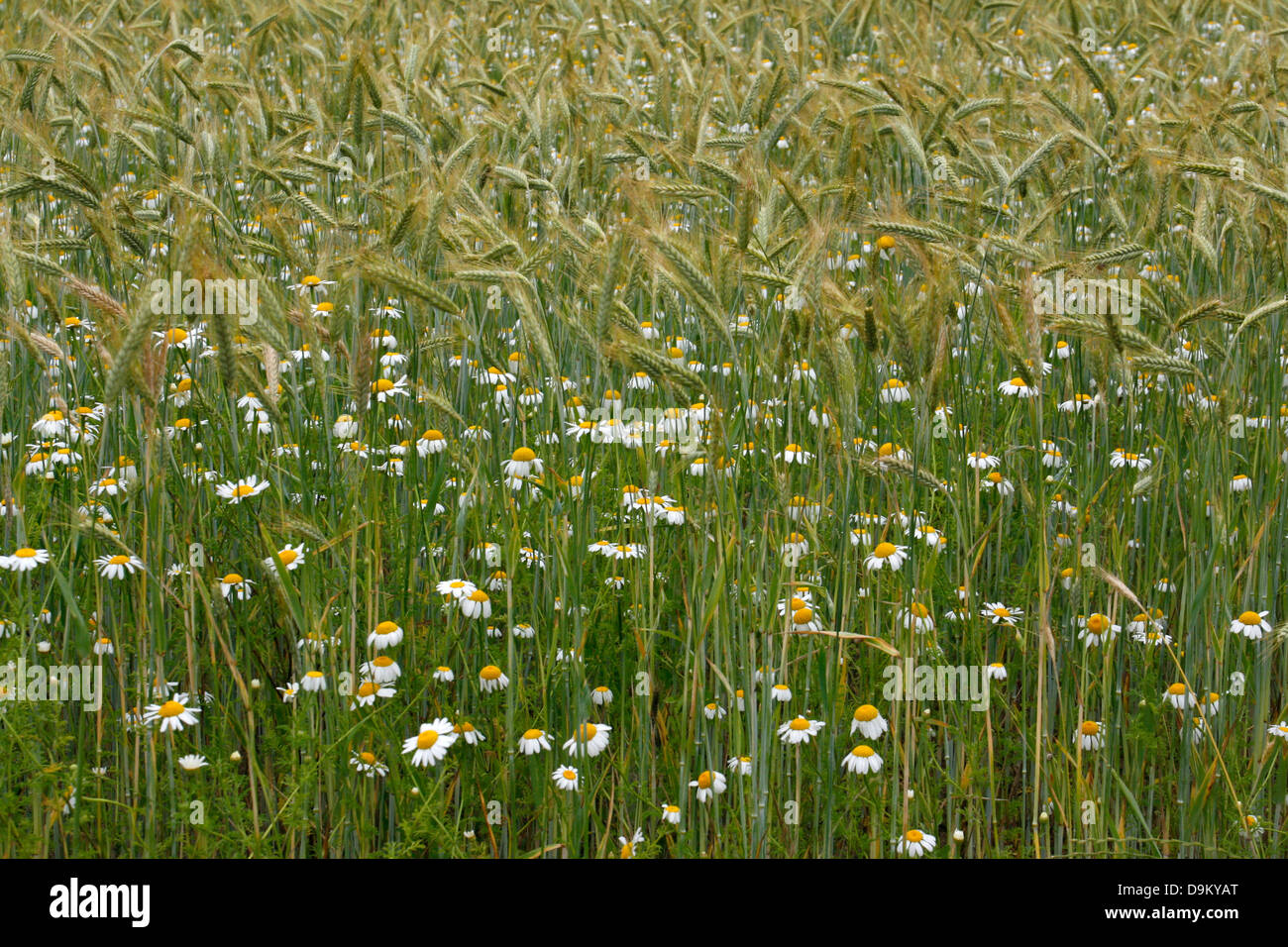 Les marguerites sauvages de plus en plus parmi l'Orge Banque D'Images