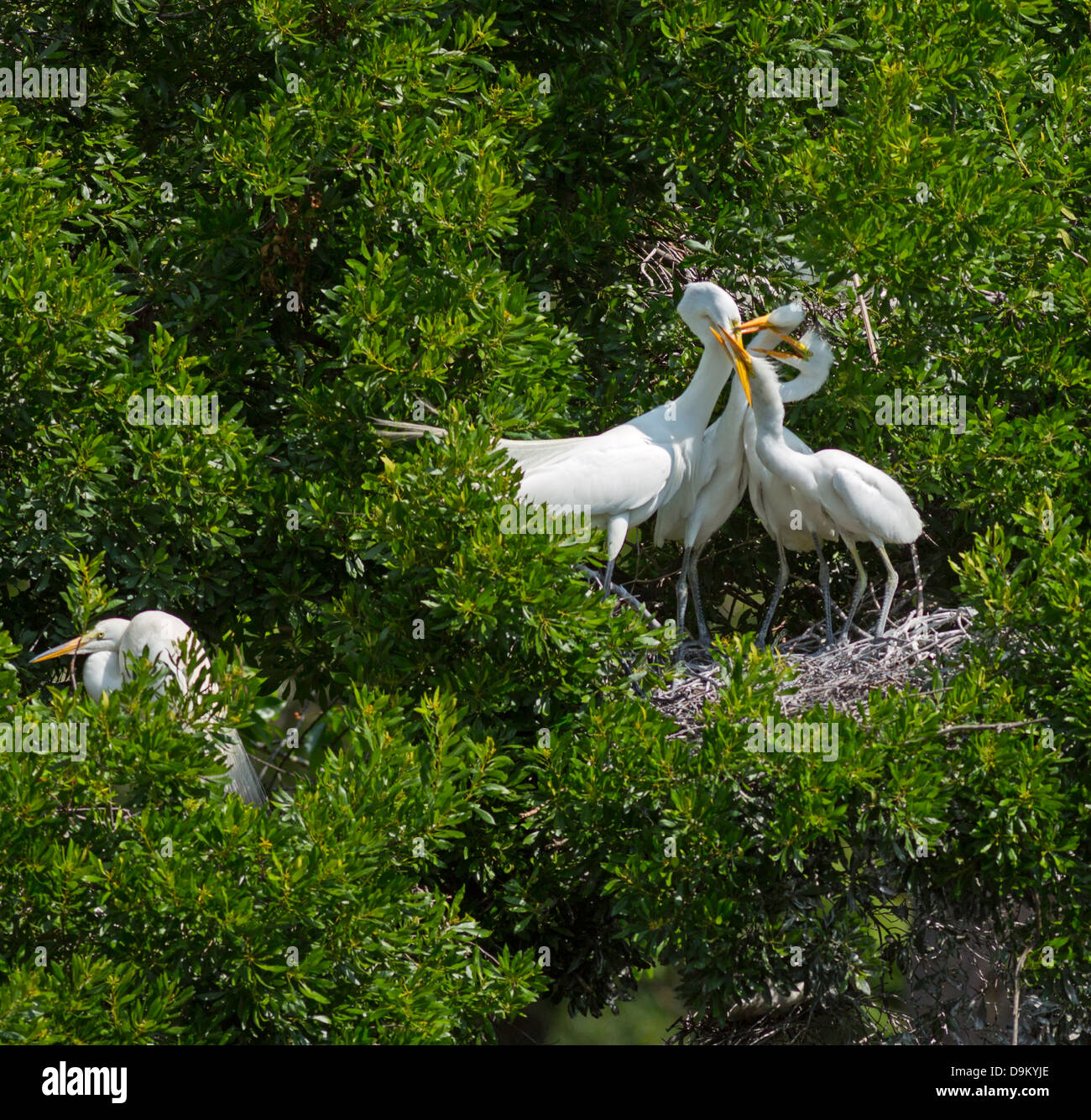 Grande Aigrette Ardea alba, des profils avec poussins affamés sur son nid à Hilton Head, Caroline du Sud Banque D'Images