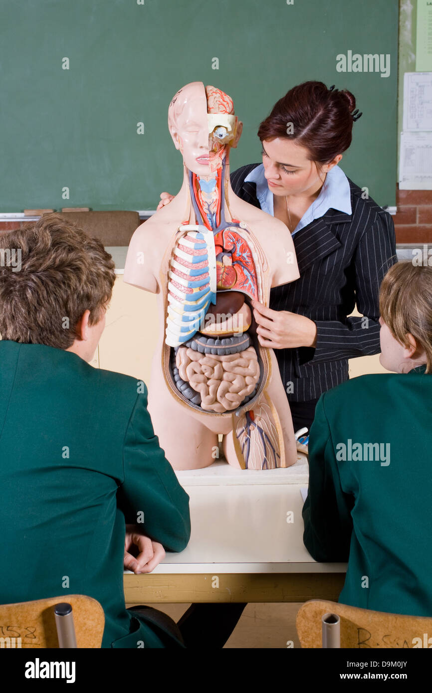 Jeune enseignante enseignement des droits de l'anatomie à la classe de biologie Banque D'Images