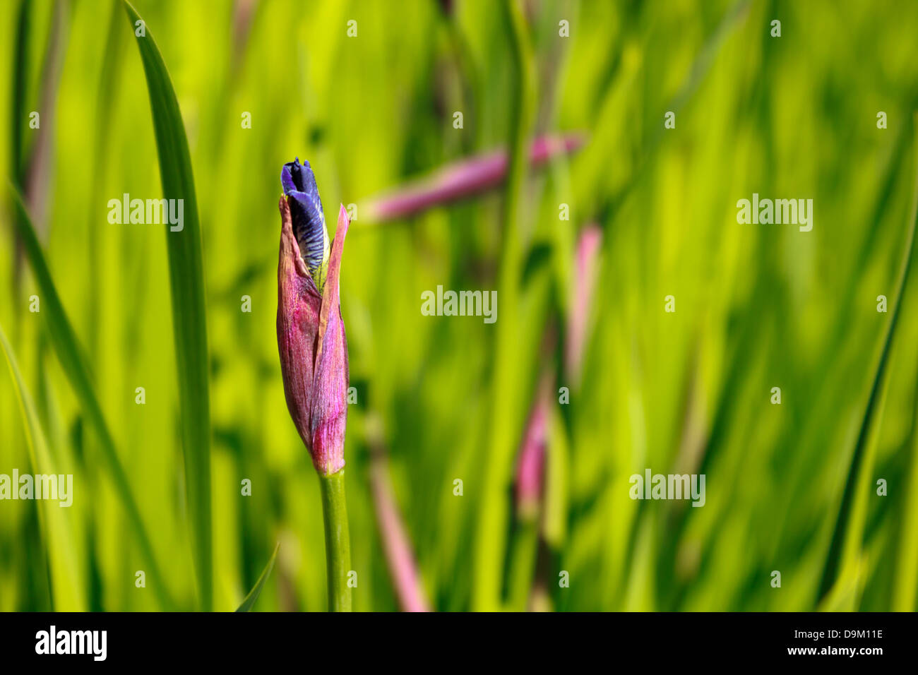 Un Iris bud prêt à fleurir au printemps. Banque D'Images