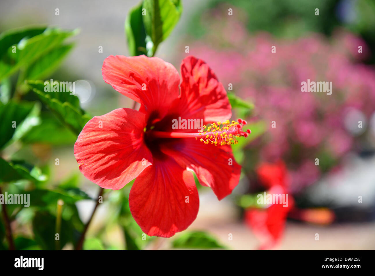 Hibiscus rouge (Malvaceae) fleurs, Pefkos (Appenzell), Rhodes (Rodos), du Dodécanèse, Grèce, région sud de la Mer Egée Banque D'Images