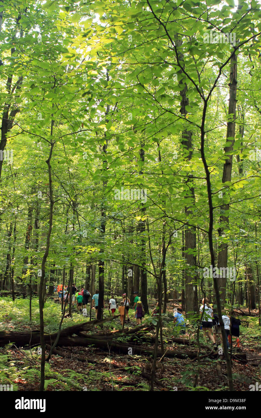 Groupe de personnes la randonnée sur sentier des Appalaches dans la région de New York, PA, USA, bois, arbres, forêt, chemin vert, feuilles Banque D'Images