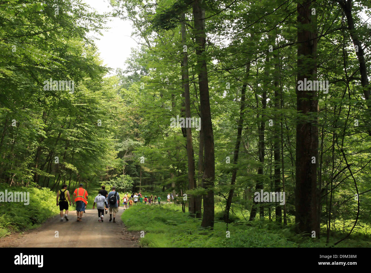 Groupe de personnes la randonnée sur sentier des Appalaches dans la région de New York, PA, USA, bois, arbres, forêt, chemin vert, feuilles Banque D'Images