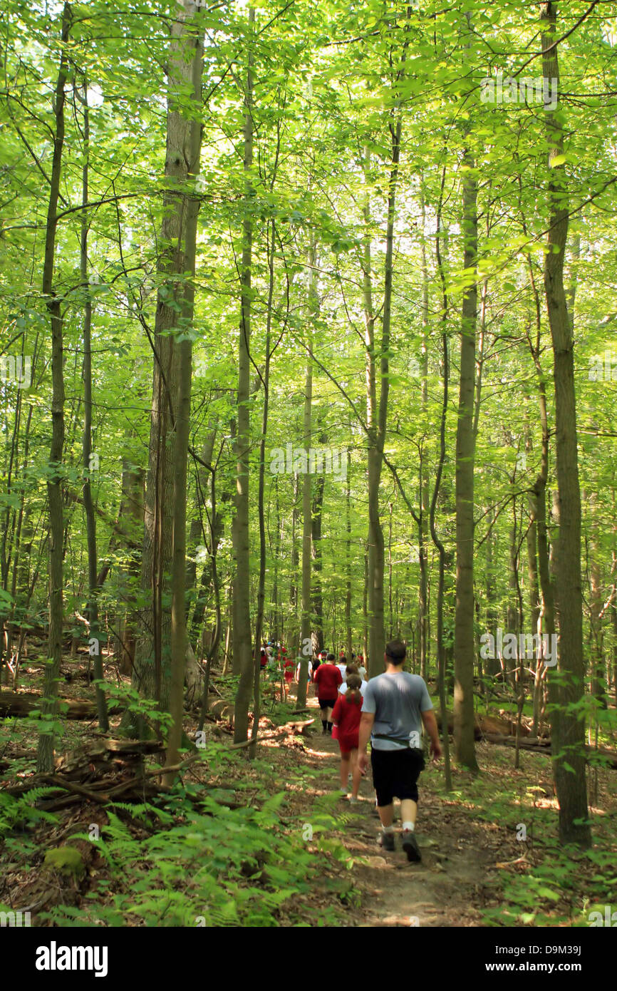 Randonnée à pied les bois des forêts arbres vert chemin Sentier des Appalaches, New York, PA, USA Banque D'Images