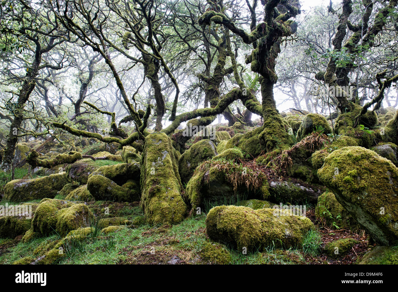 Wistmans Wood. Le Dartmoor, dans le Devon, Angleterre Banque D'Images