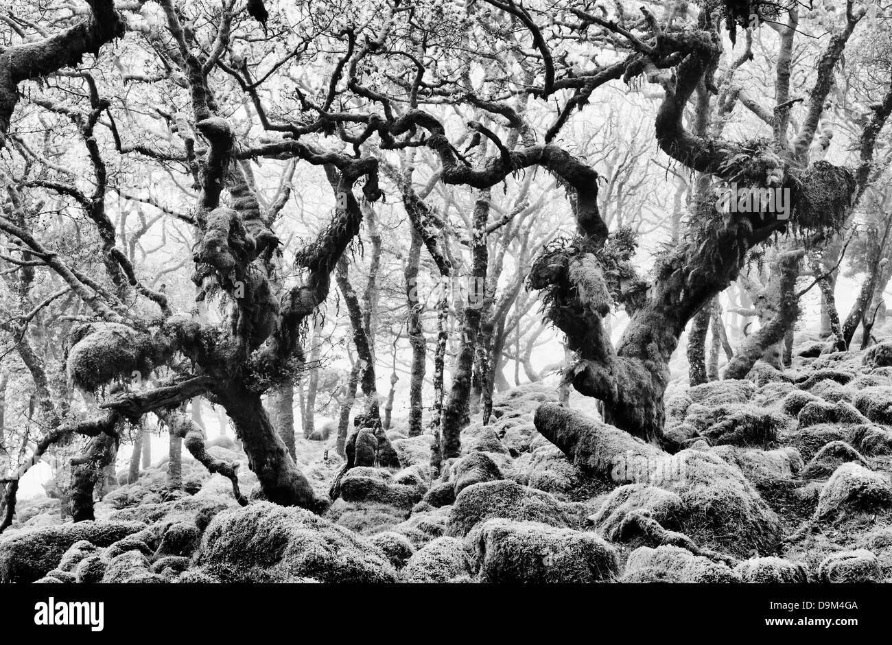 Wistmans Wood. Le Dartmoor, dans le Devon, Angleterre. Monochrome Banque D'Images