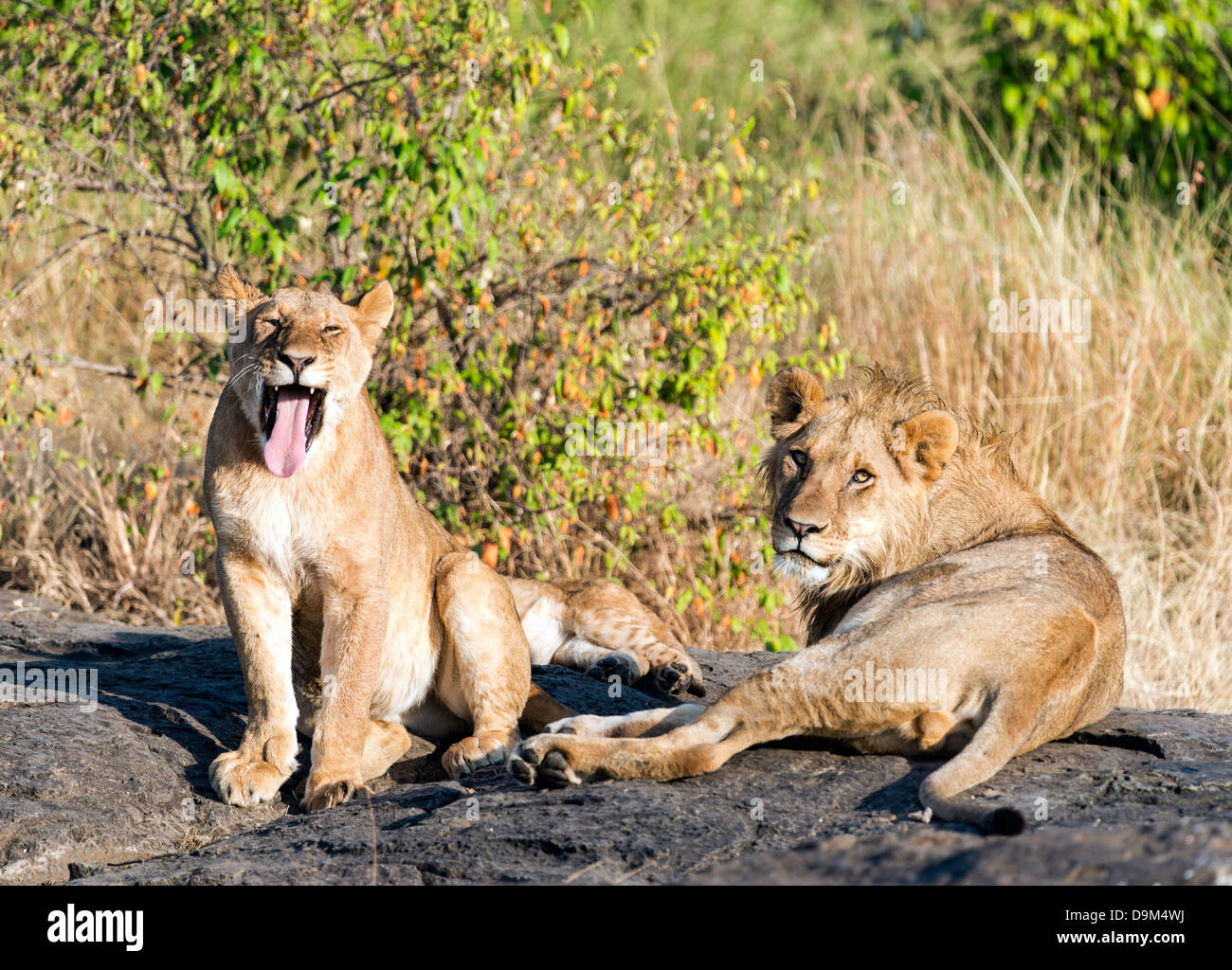 Deux lions adultes Panthera leo reposant Kicheche Masai Mara Kenya Afrique Banque D'Images