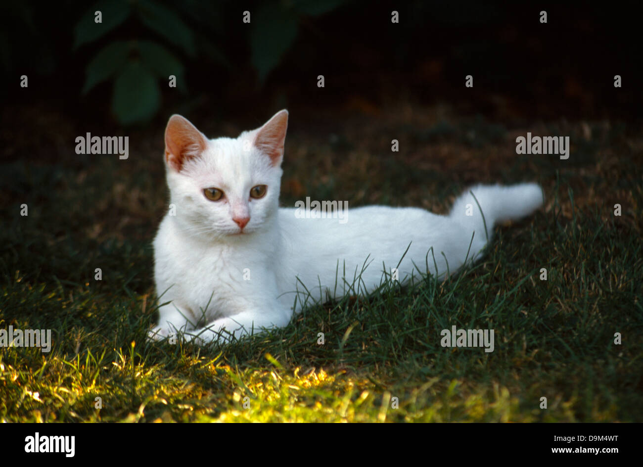 Chat blanc portant sur l'herbe dans le jardin de l'Angleterre Banque D'Images