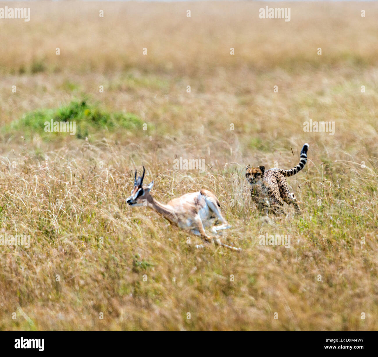Le Guépard (Acinonyx jubatus) chassant la gazelle de Thomson (Eudorcas thomsonii) Kicheche Afrique safari Masai Mara Banque D'Images