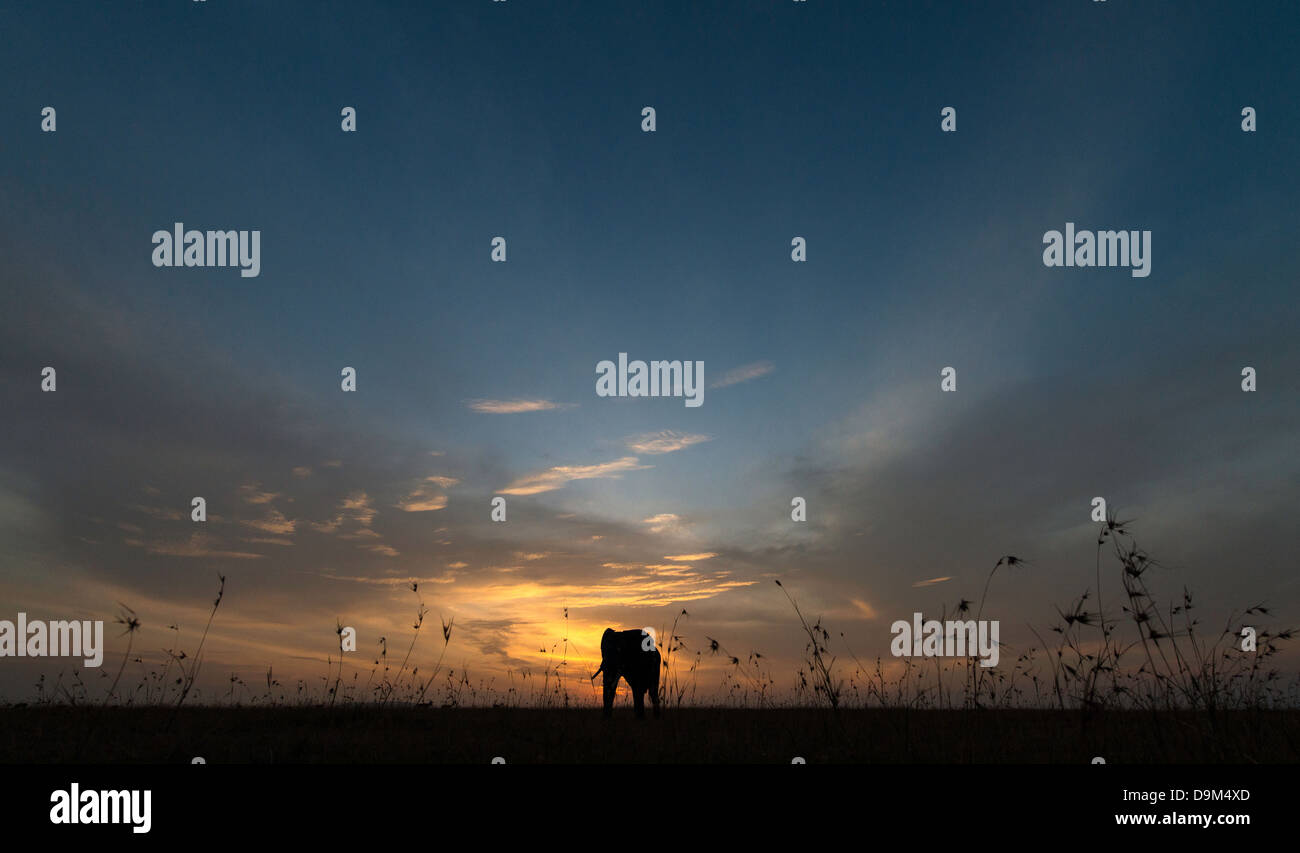 Grand éléphant mâle adultes au lever du soleil de l'Afrique Kenya Banque D'Images