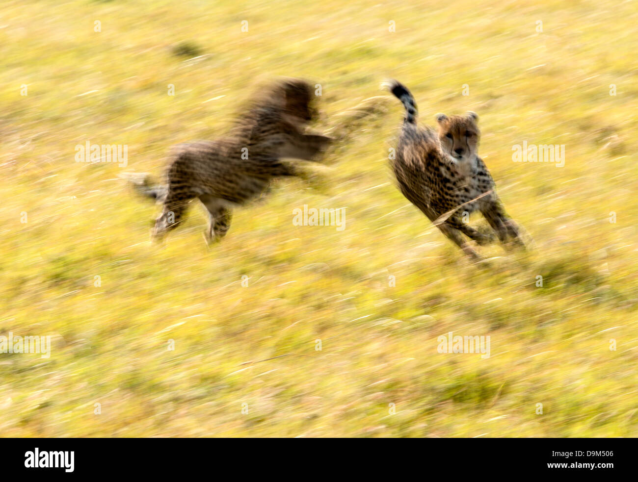 Deux oursons jouant Guépard (Acinonyx jubatus) Kicheche Afrique safari Masai Mara Banque D'Images