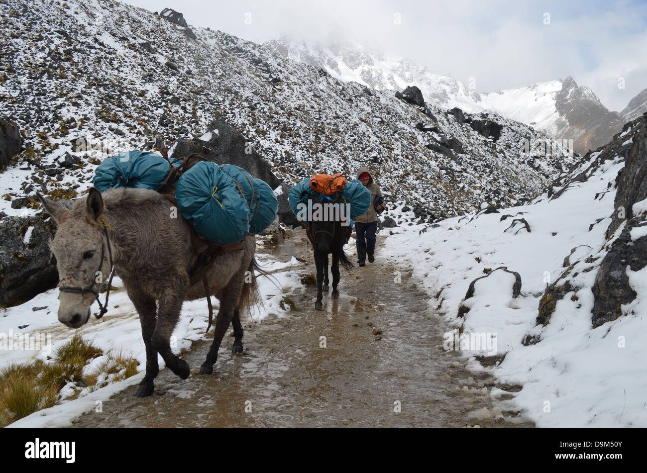 Les mules portent sur l'équipement de camping sur un col de Salkantay trek vers le Machu Picchu dans les Andes du Pérou Banque D'Images Les mules portent sur l'équipement de camping sur un col de Salkantay trek vers le Machu Picchu dans les Andes du Pérou Banque D'Images