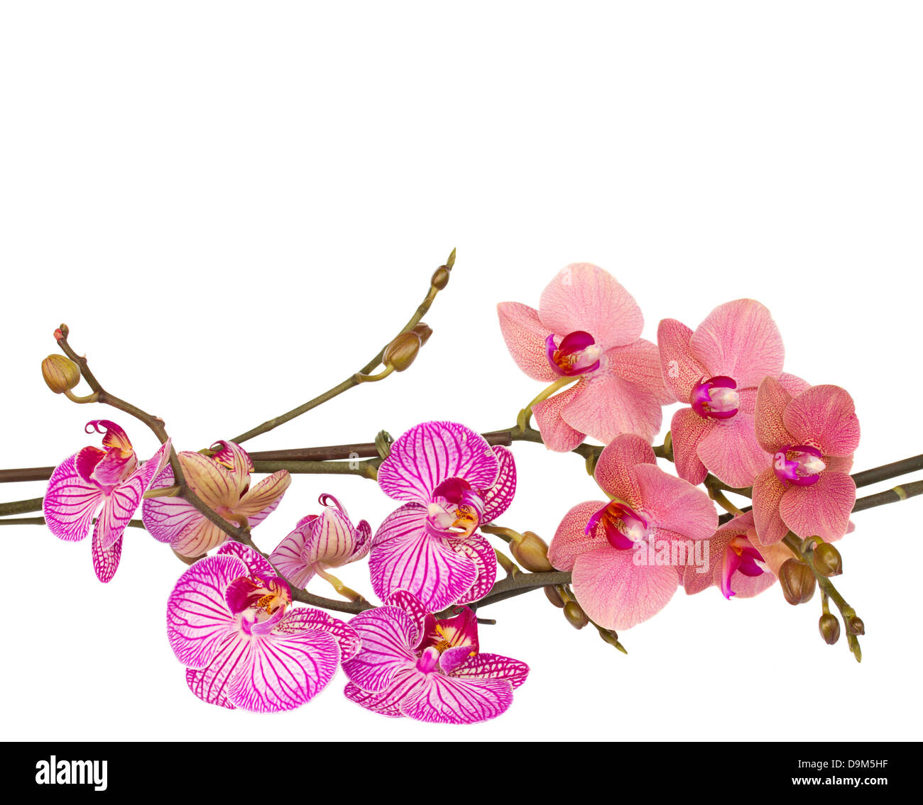 Branches de fleurs d'Orchidées Banque D'Images