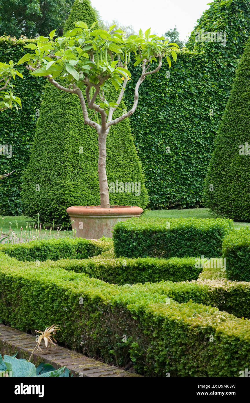 Jardin de Buis anglais design, Norfolk, Angleterre. Banque D'Images