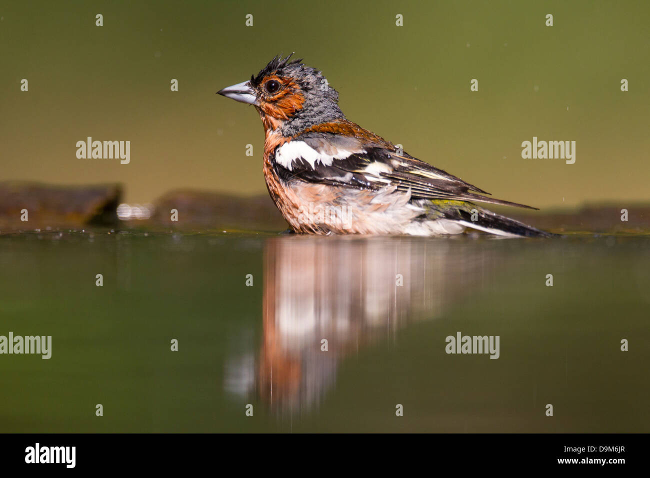 Common chaffinch Fringilla coelebs, homme, la baignade dans la piscine, Pusztaszer forestiers, la Hongrie en juin. Banque D'Images