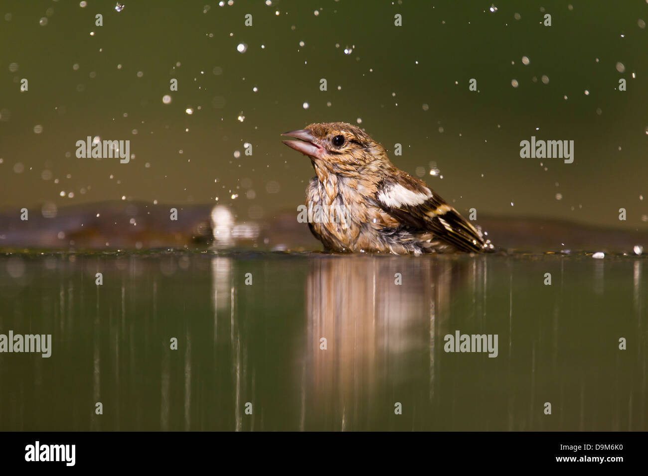 Common chaffinch Fringilla coelebs, femme, la baignade dans la piscine, Pusztaszer forestiers, la Hongrie en juin. Banque D'Images