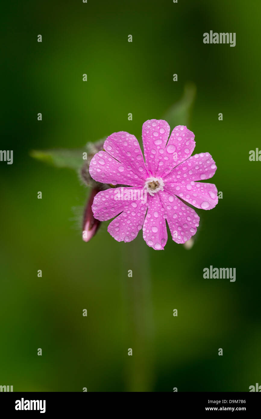 Red campion Silene dioica, en fleurs, Bois Prieurs, Bristol, Royaume-Uni en mai. Banque D'Images