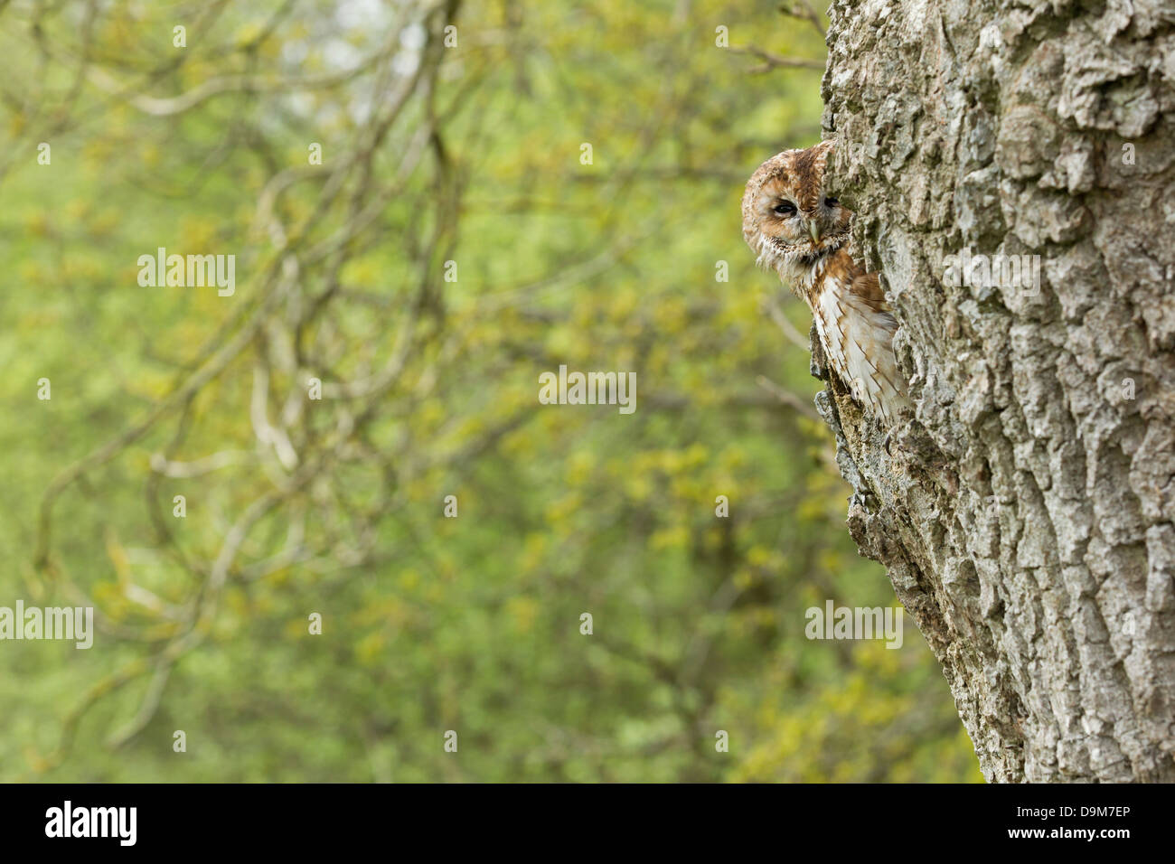 Chouette hulotte Strix Aluco enr. (captive), adulte, perché dans le trou d'arbre, Château Caereinion, Pays de Galles, Royaume-Uni en mai. Banque D'Images
