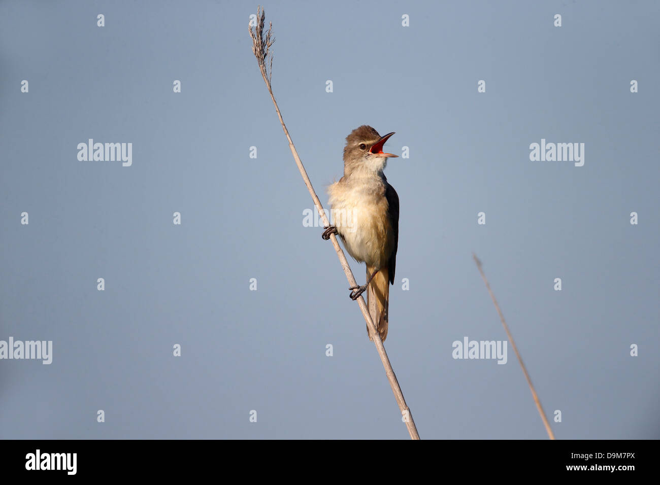 Grand-reed warbler, Acrocephalus arundinaceus, seul le chant des oiseaux sur reed, Bulgarie, mai 2013 Banque D'Images