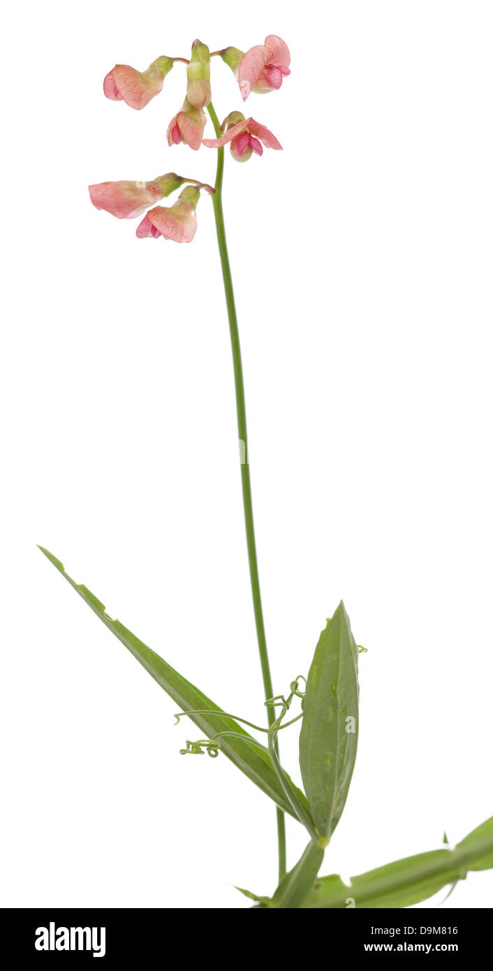 Sprout avec feuille et fleur rose sur fond blanc Banque D'Images