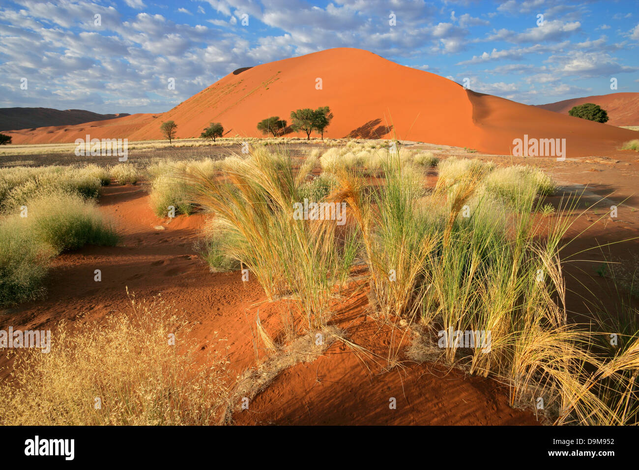 Paysage désertique avec des herbes, des dunes de sable rouge et acacias, Sossusvlei, Namibie Banque D'Images