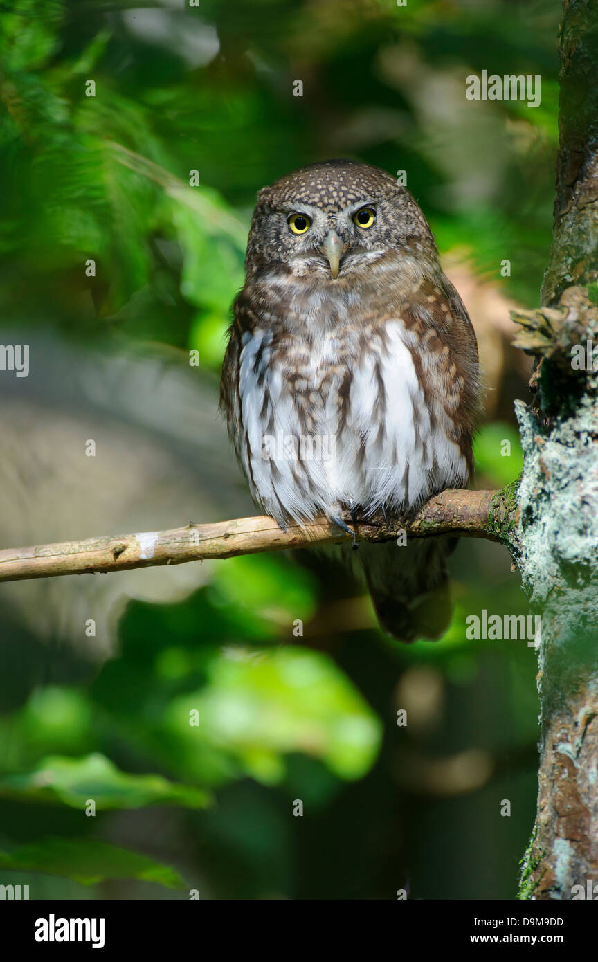 Chouette naine eurasien, Glaucidium passerinum, Kauz, Sperlingskauz Banque D'Images